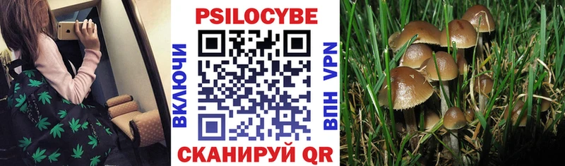 Галлюциногенные грибы Magic Shrooms  MEGA вход  Нюрба  что такое  